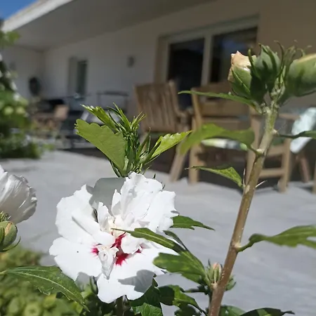 Beim Orgeler * فغن