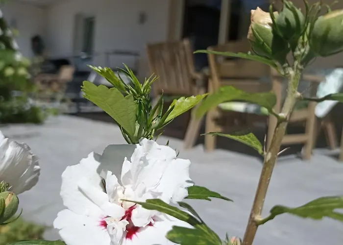 Beim Orgeler * فغن